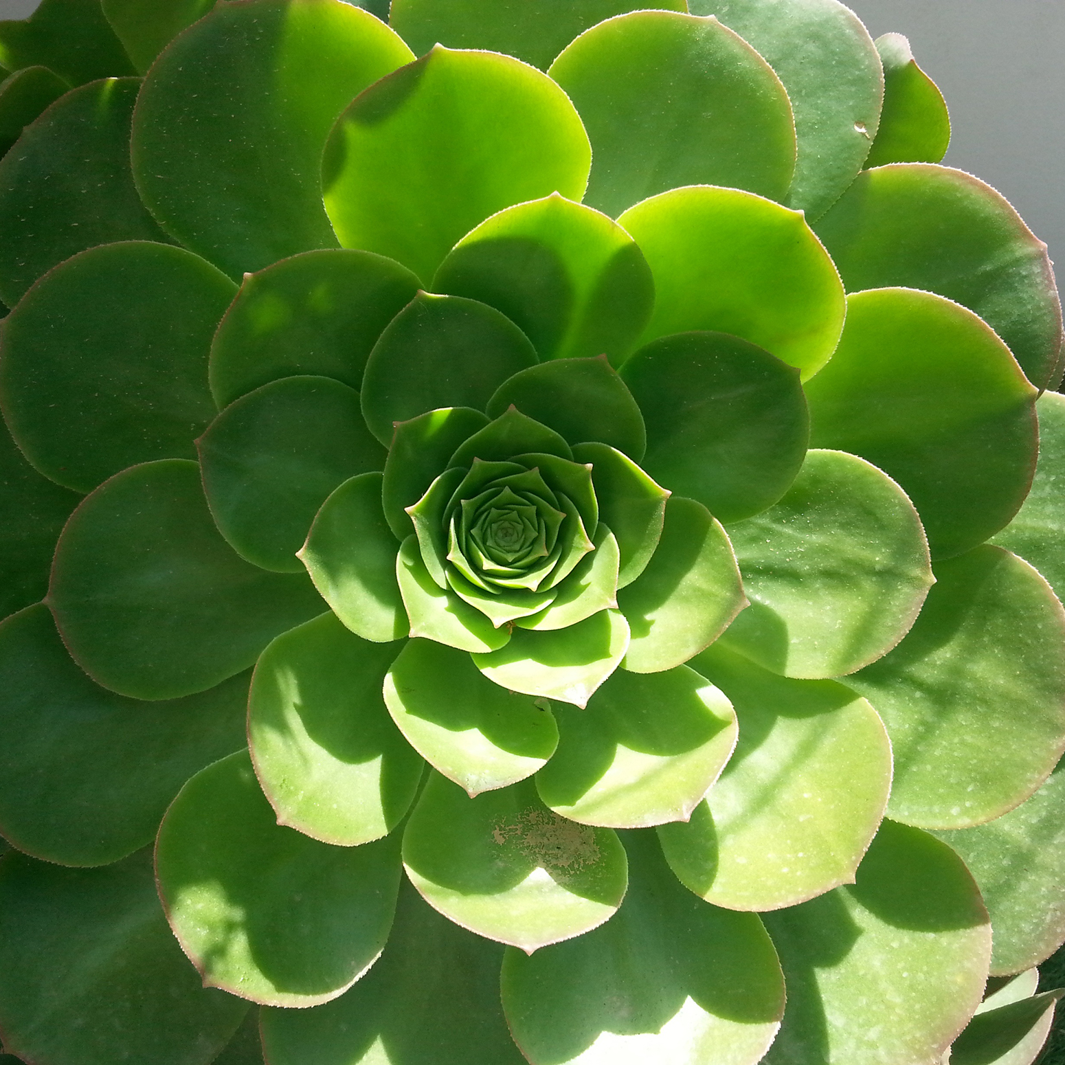 Small green leaves in the center of a succulent plant