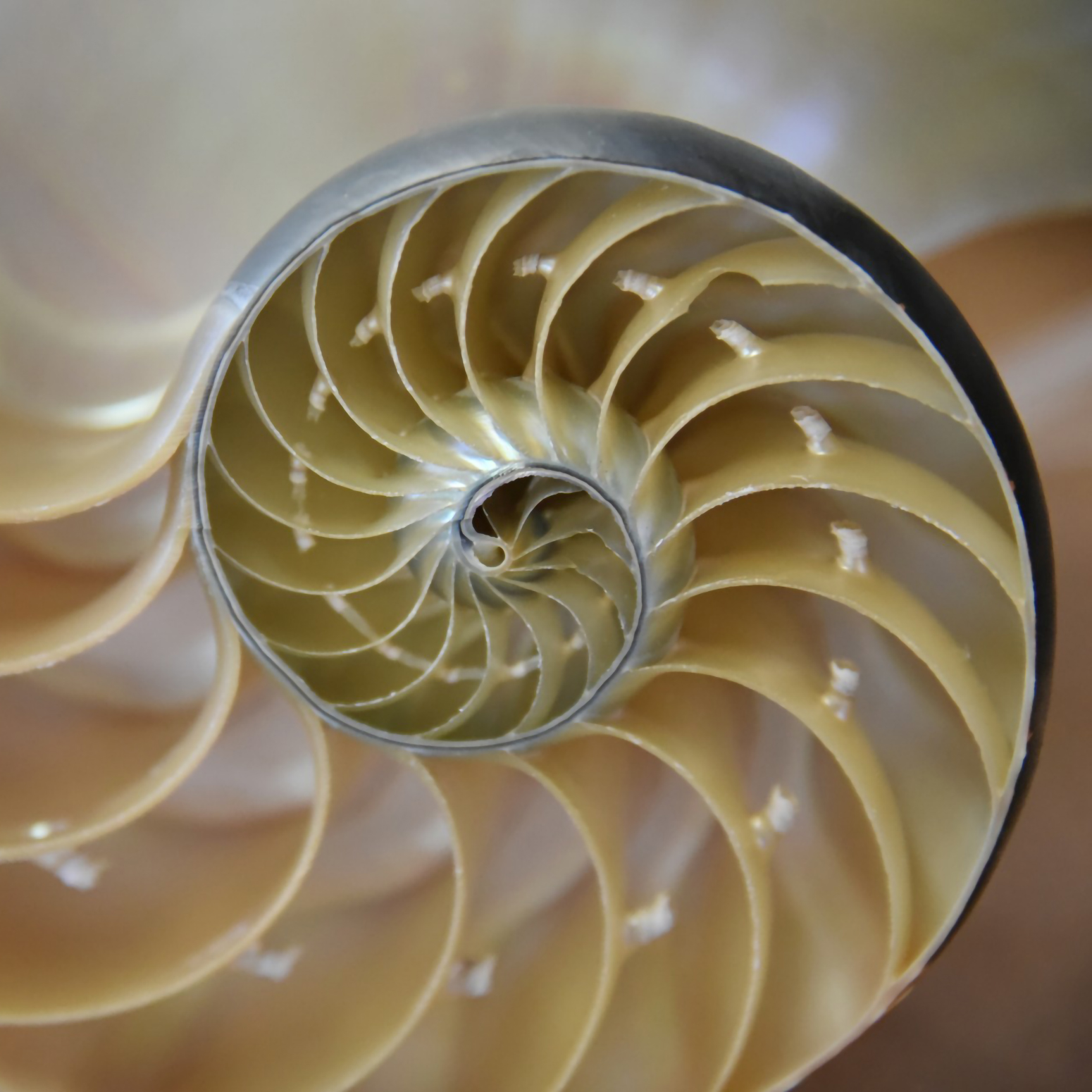 A spiral shell