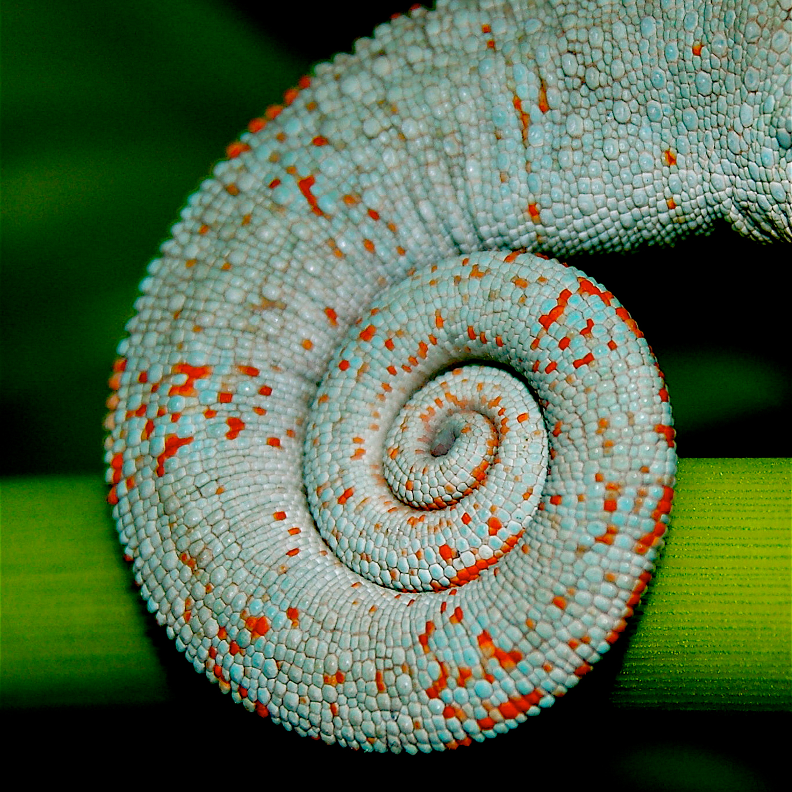 A scaly curved green tail with spots of red in front of a green stem