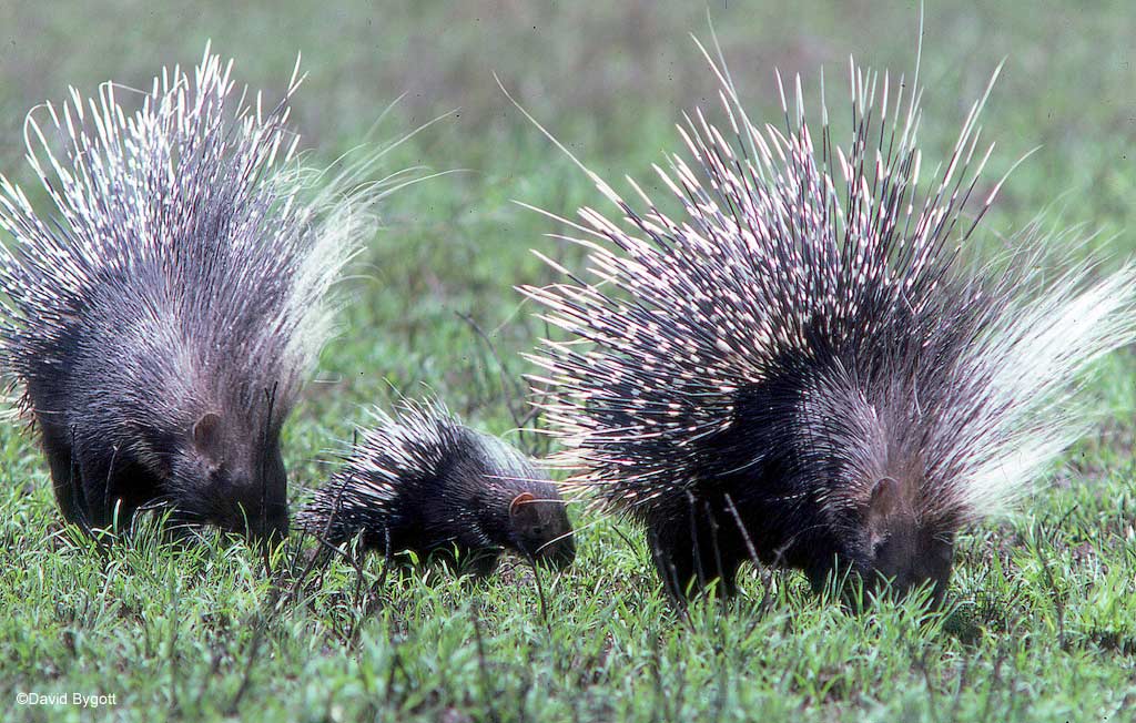 Two porcupines in the grass