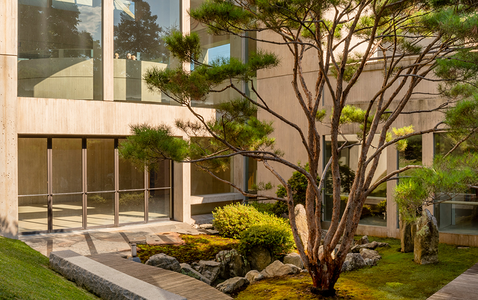 A tall tree is the focal point of a garden in between two concrete buildings