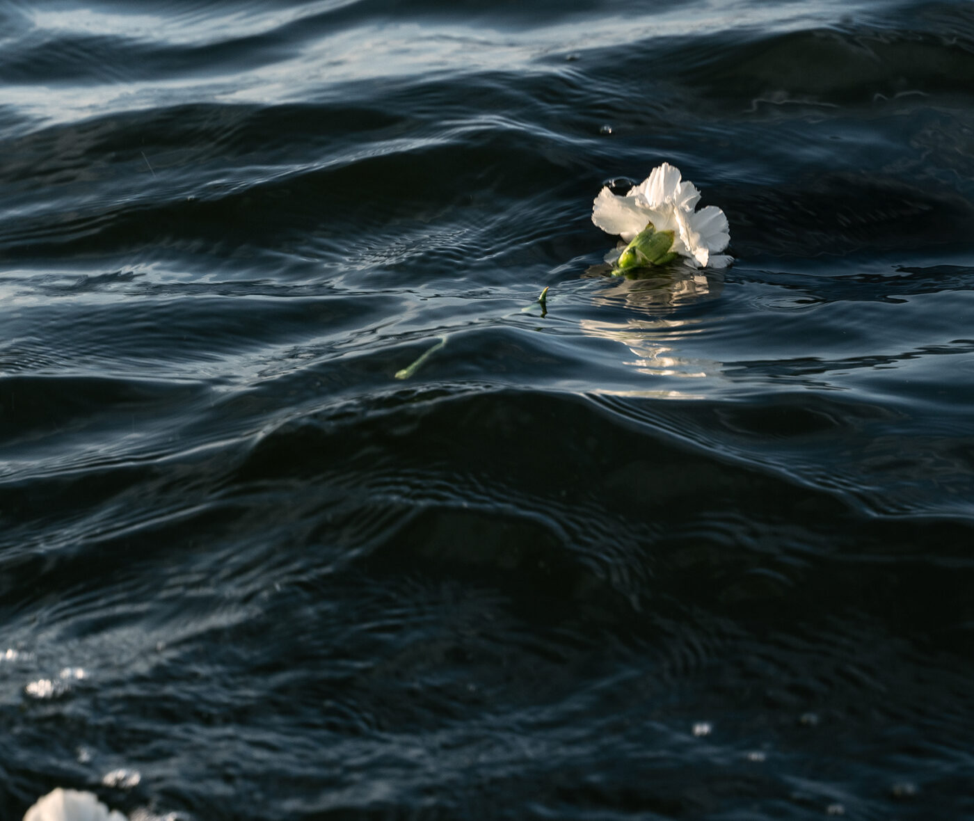 A white carnation floats in a body of water