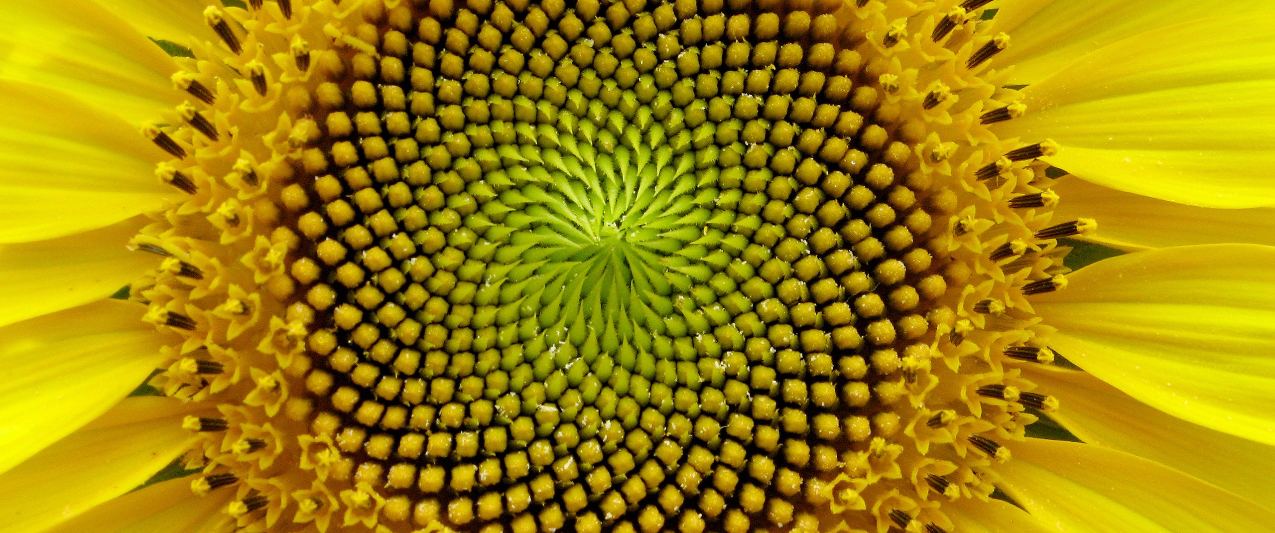 Closeup of the spiral center of a sunflower