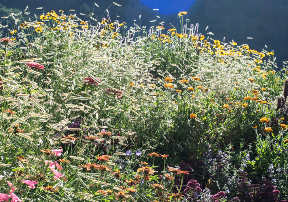 A colorful wildflower garden