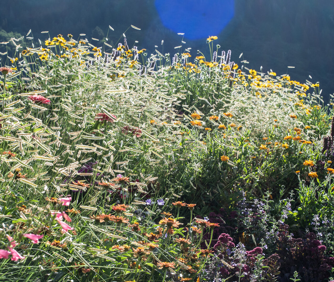 A colorful wildflower garden