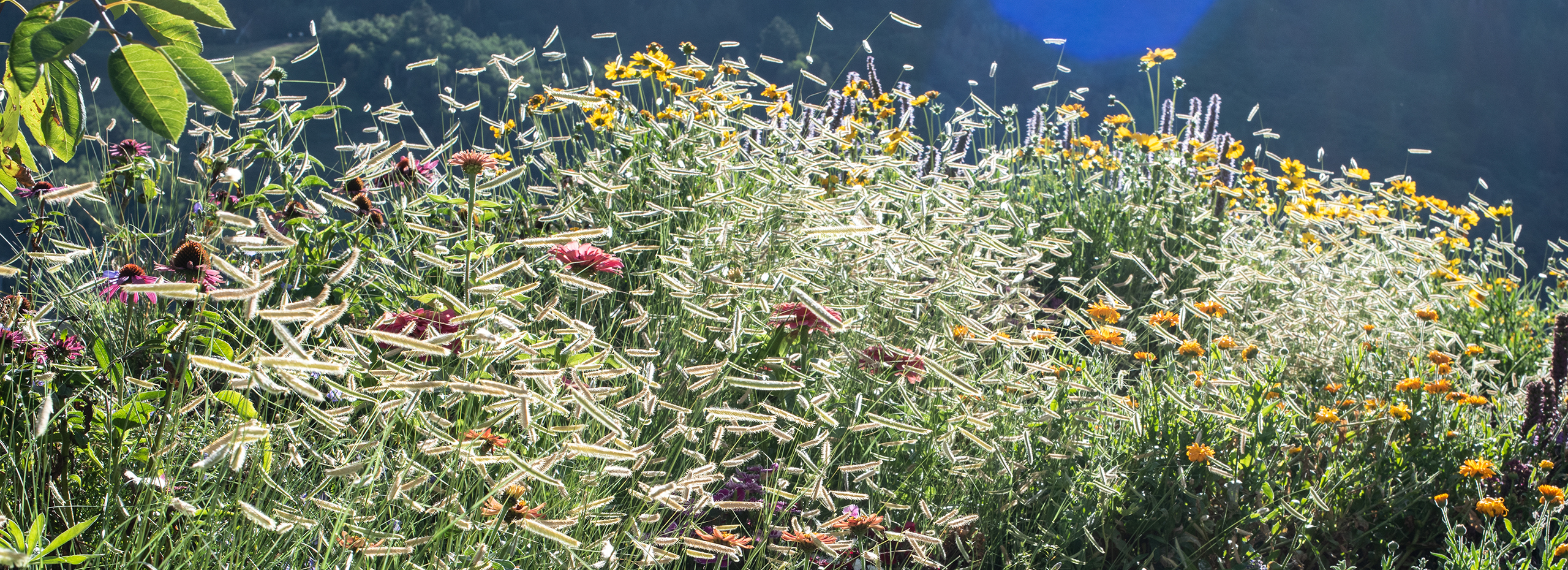 A colorful wildflower garden