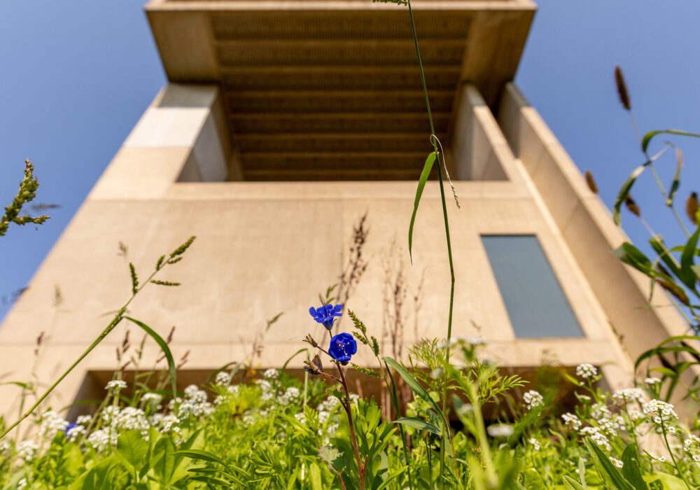 Looking up from a garden of wildflowers on the south side of the Johnson Museum of Art