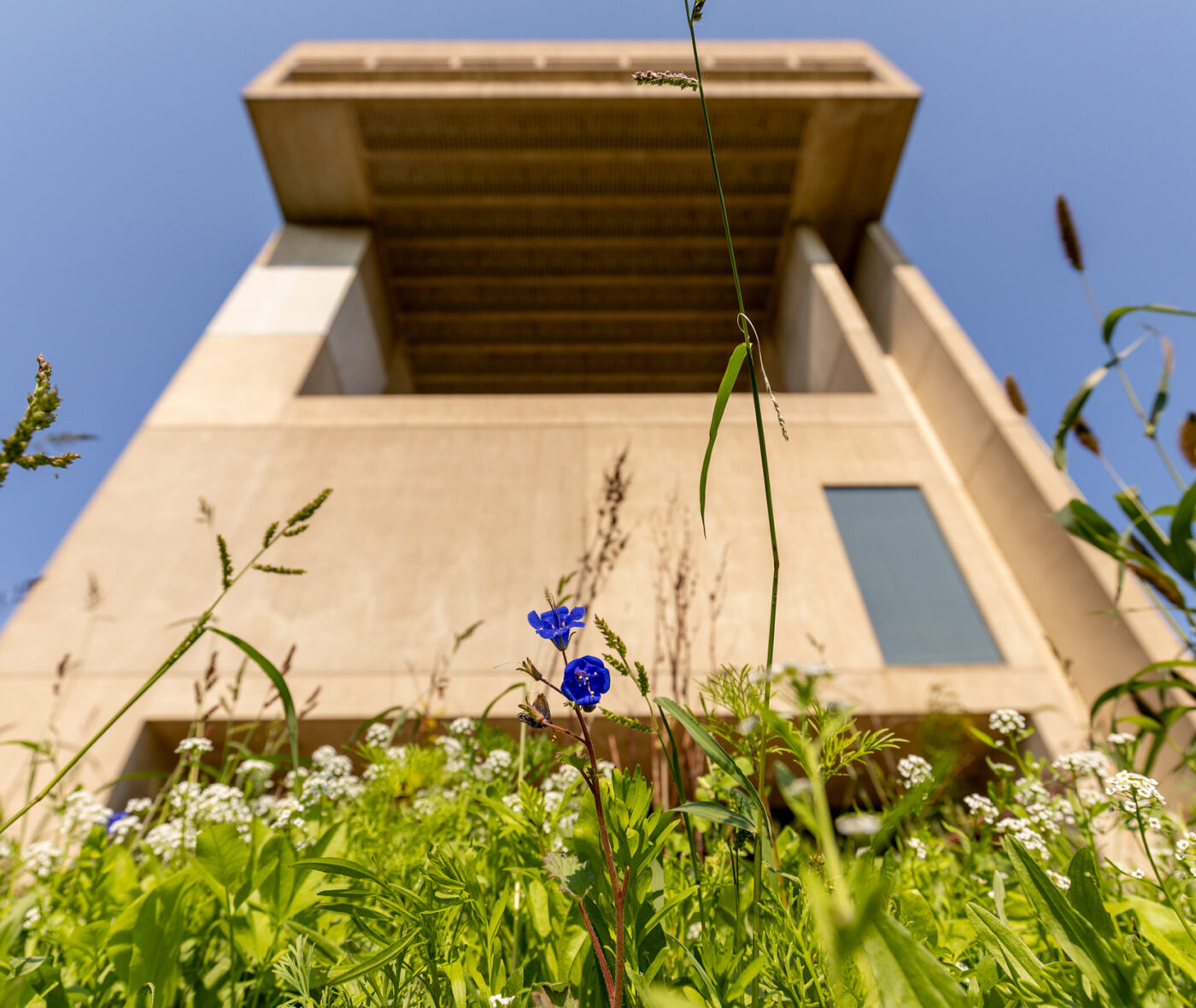 Looking up from a garden of wildflowers on the south side of the Johnson Museum of Art