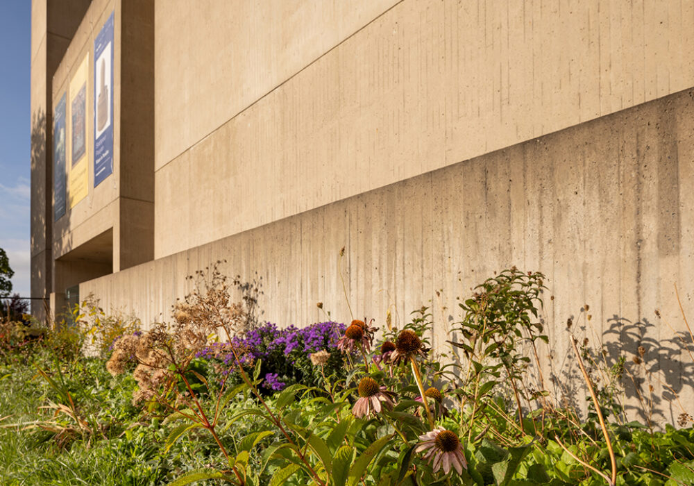 A photo of flowering plants outside a concrete building