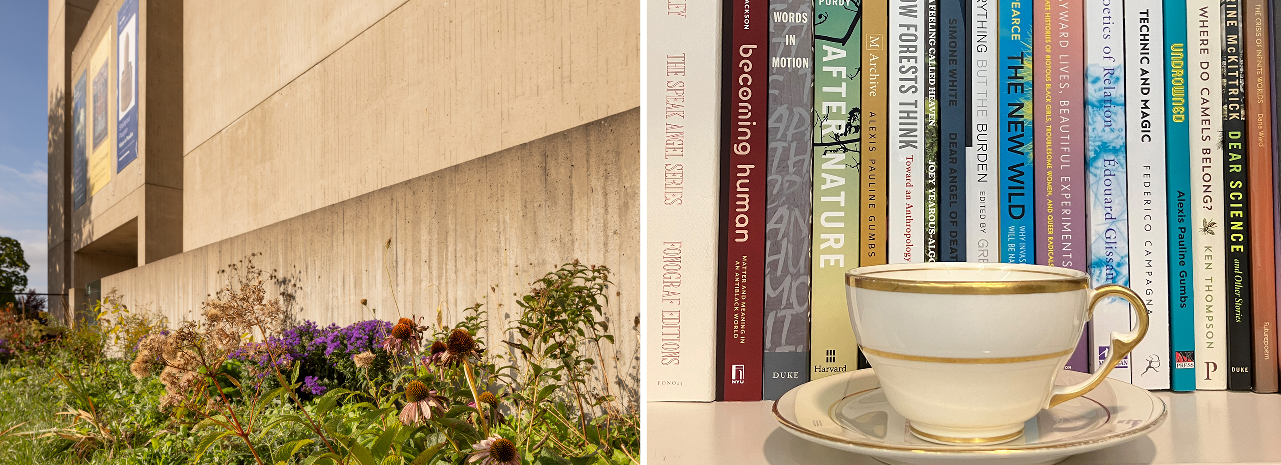 A photo of flowering plants outside a concrete building next to a photo of a tea cup and saucer on a bookshelf