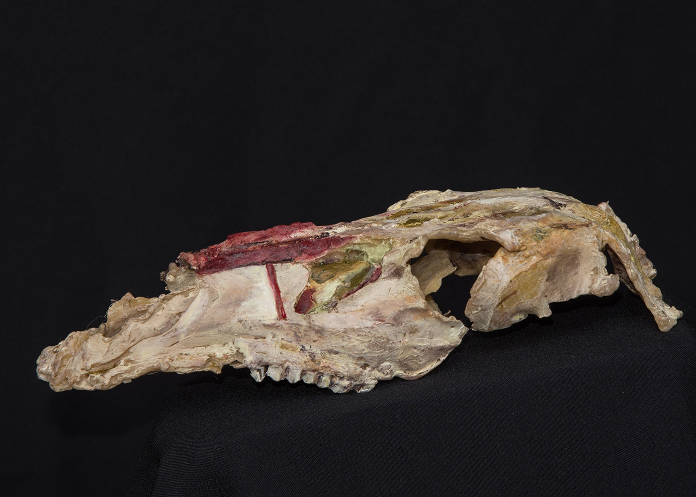 A large deer skull accented with dark red and green paint photographed on a black background