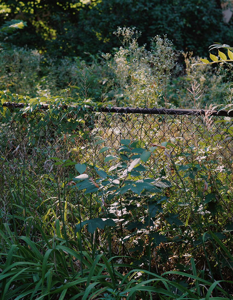 A photograph of a wire fence with dense green plants growing all around it