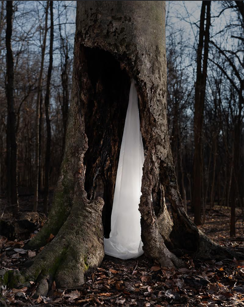 A photograph of a large tree with a rotten trunk where a white cloth has been hung inside it
