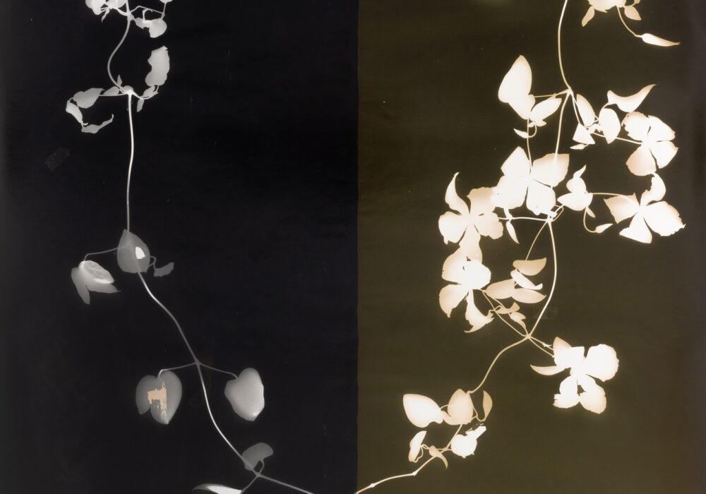 Delicate clematis blossoms are photographed in negative over a split two-toned dark background