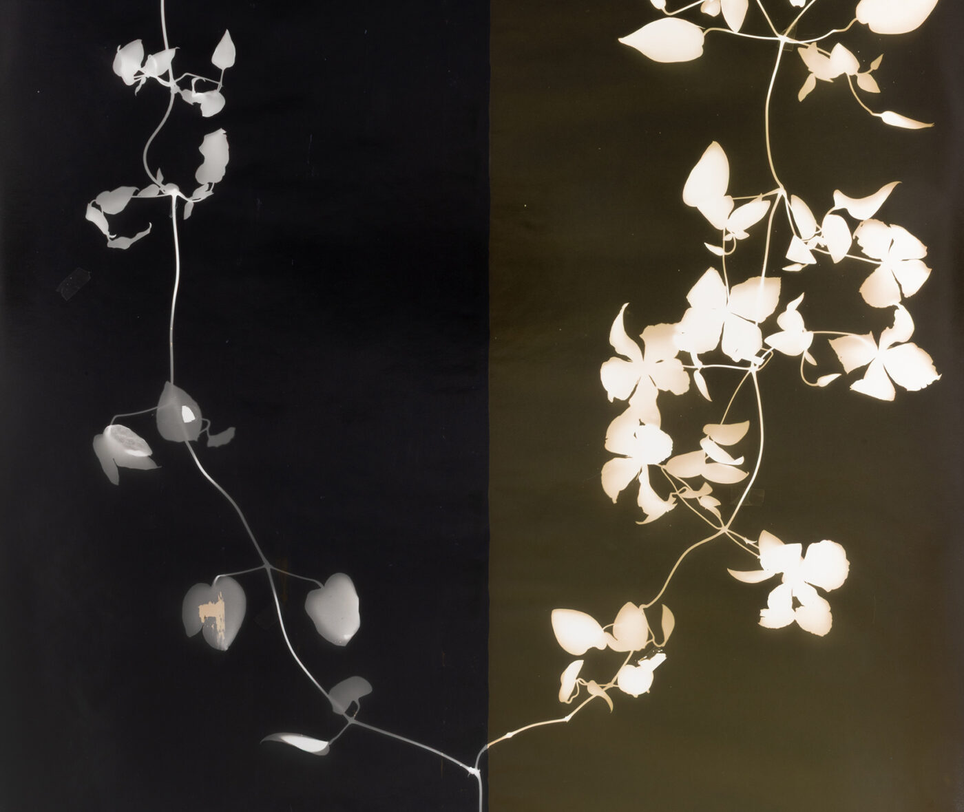 Delicate clematis blossoms are photographed in negative over a split two-toned dark background