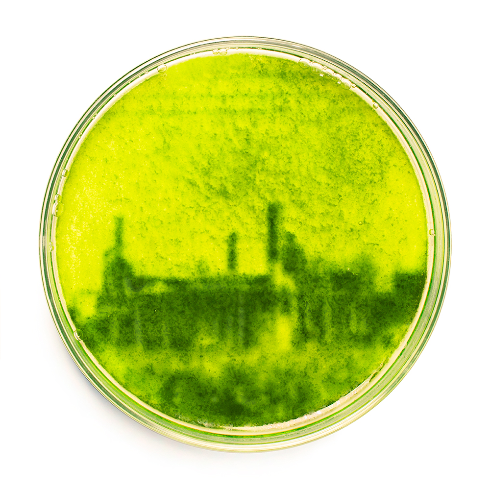A photograph of a round Petri dish showing a bright green form that resembles a building or skyline