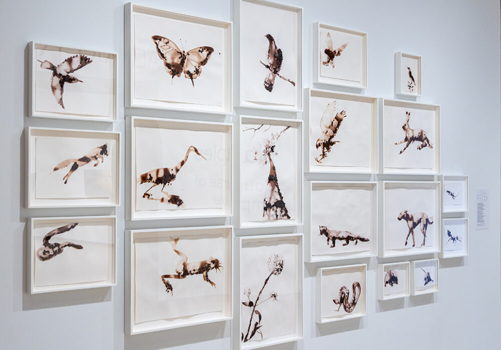 A salon-style wall of many drawings of different animals in brown tones