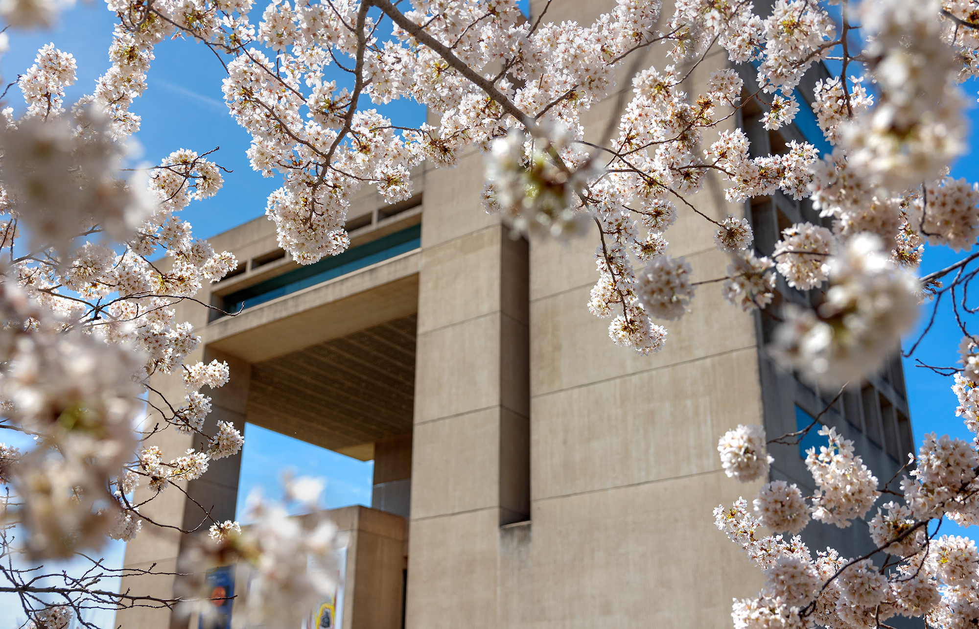 A building and blue sky seen through flowering tree branches