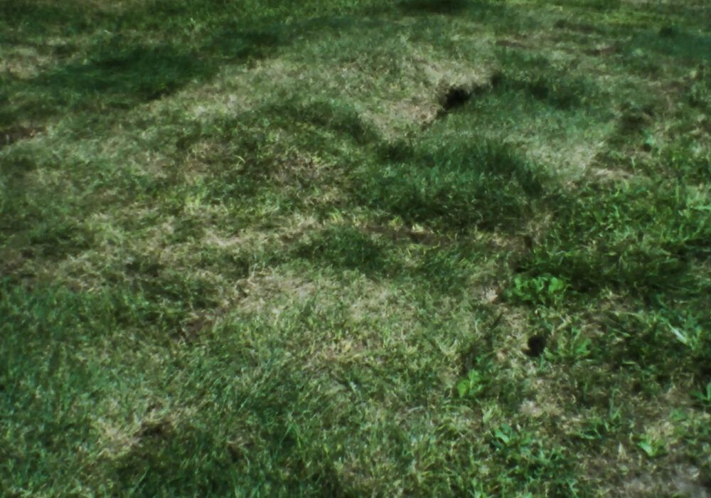 Lush green grass and a slight horizon line