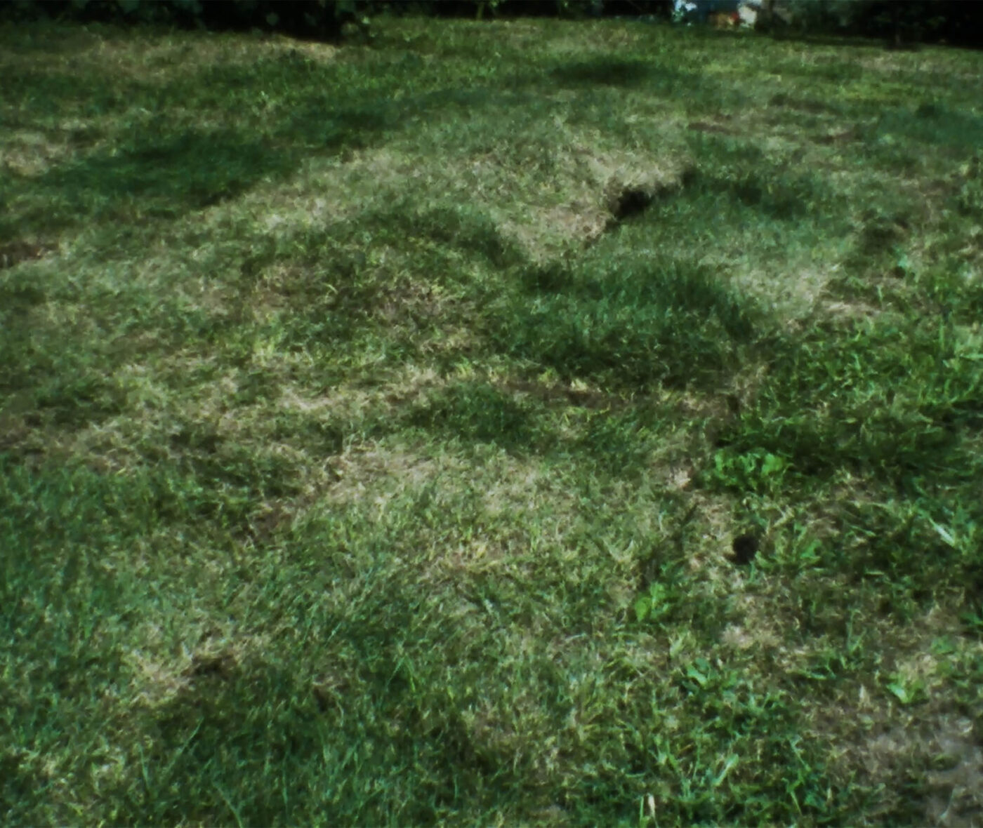 Lush green grass and a slight horizon line