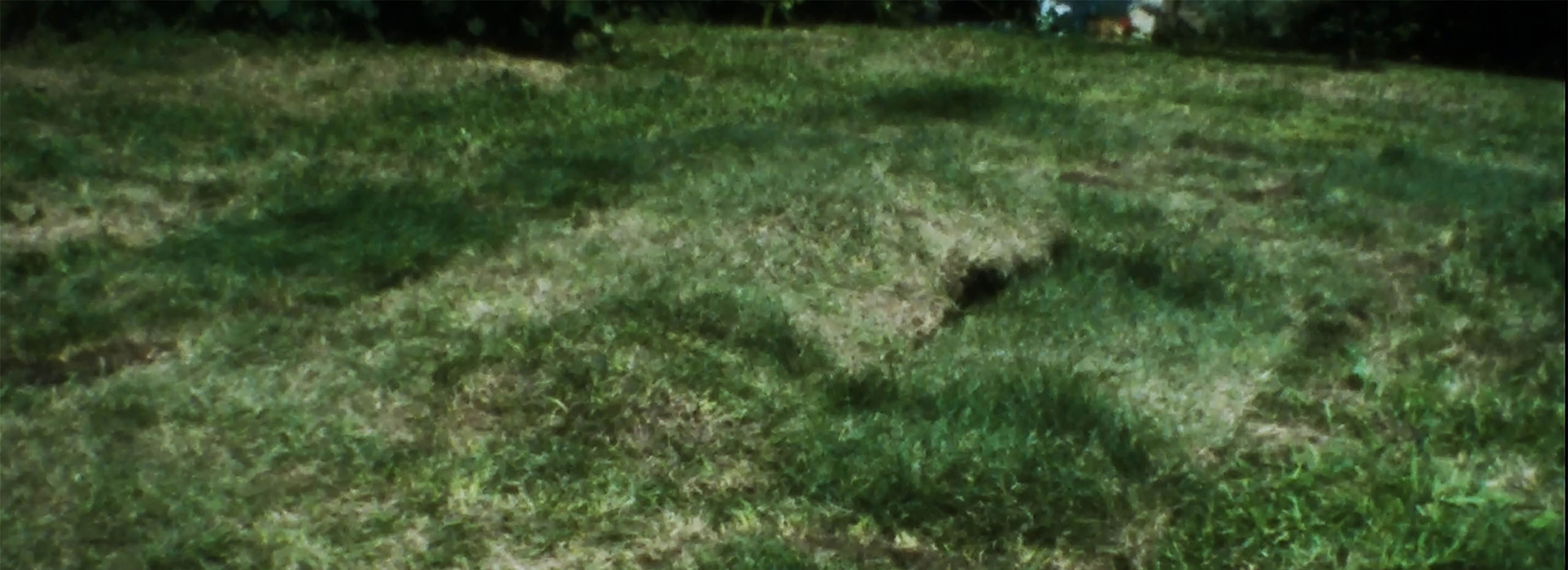 Lush green grass and a slight horizon line